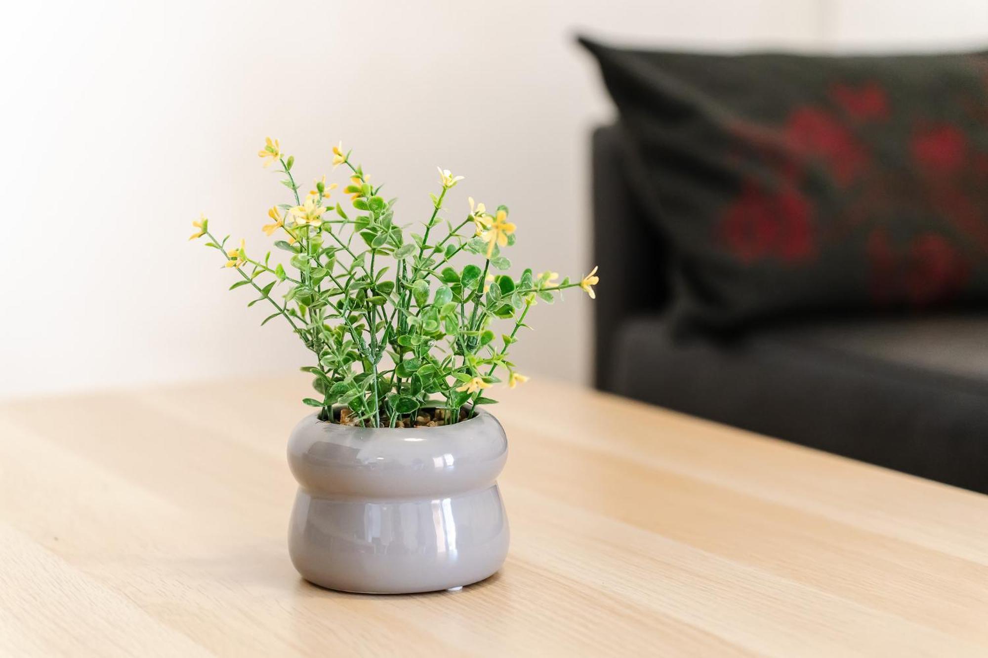 Apartment Casa Rapp *