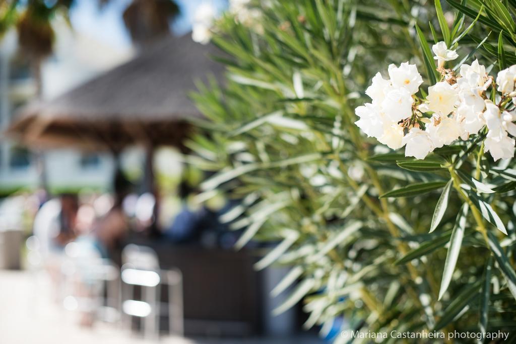 Yellow Garden - Alvor